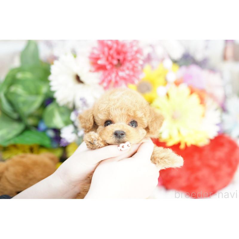 販売中の埼玉県のトイプードル-443876の2枚目