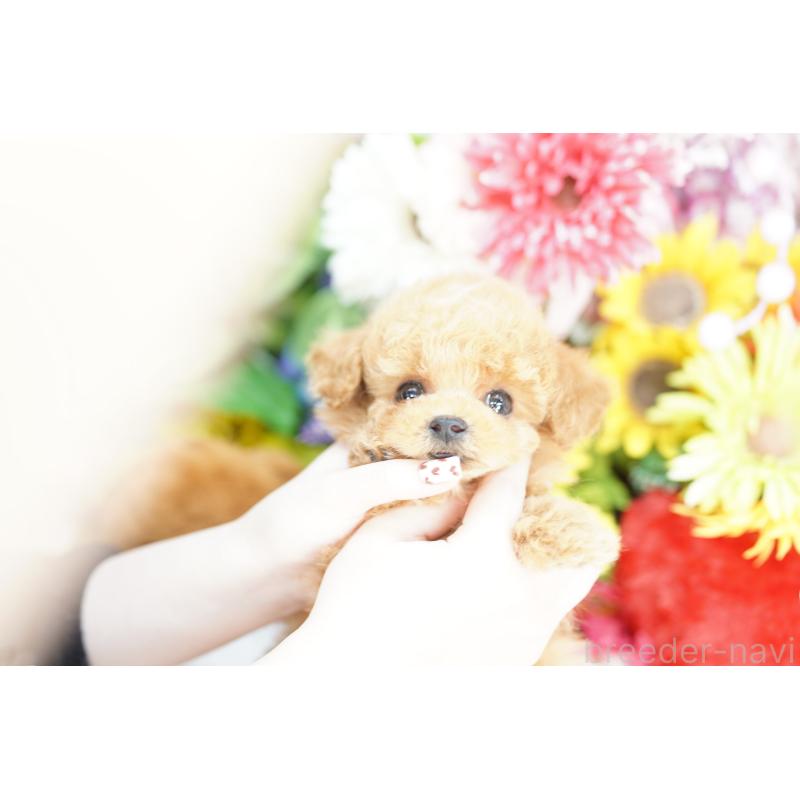 販売中の埼玉県のトイプードル-443876