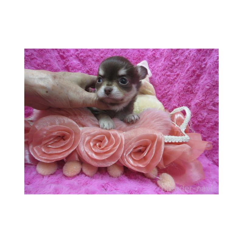 販売中の京都府のチワワ(ロングコート)-443877の4枚目