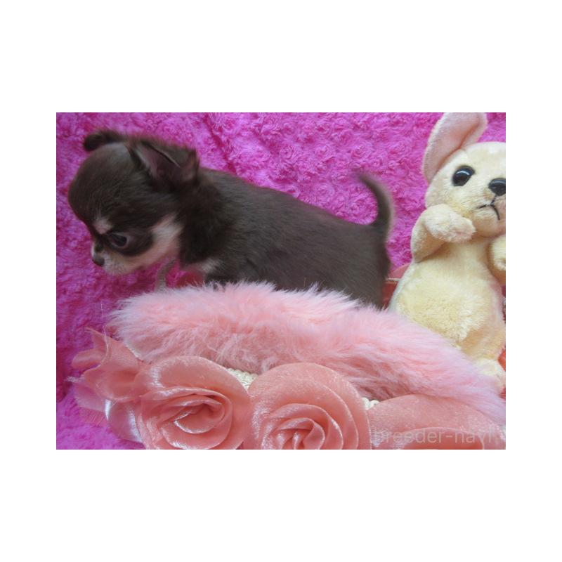 販売中の京都府のチワワ(ロングコート)-443877の3枚目