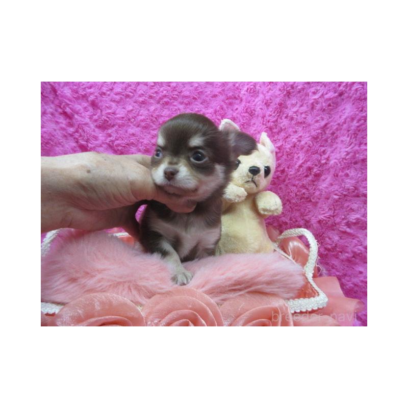 販売中の京都府のチワワ(ロングコート)-443877の2枚目