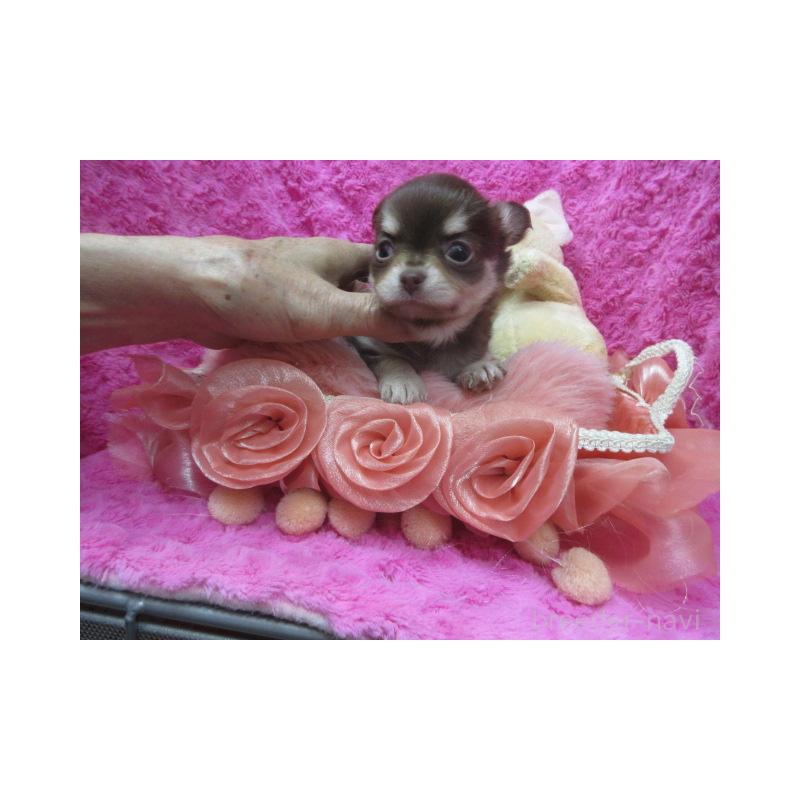 販売中の京都府のチワワ(ロングコート)-443877