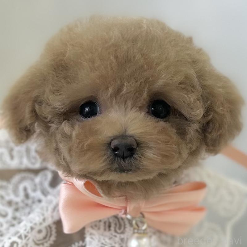 販売中の愛知県のタイニープードル-442871