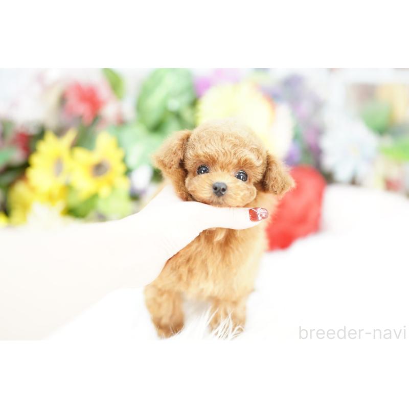 販売中の埼玉県のトイプードル-443878の5枚目