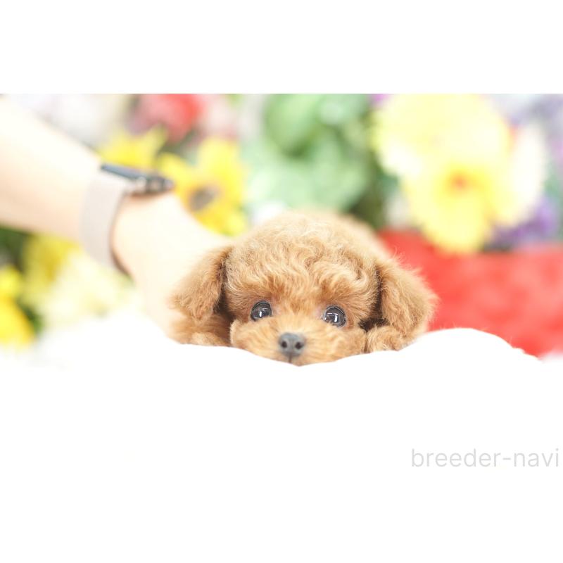 販売中の埼玉県のトイプードル-443878の1枚目