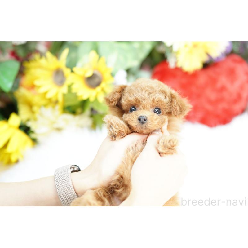 販売中の埼玉県のトイプードル-443878の4枚目