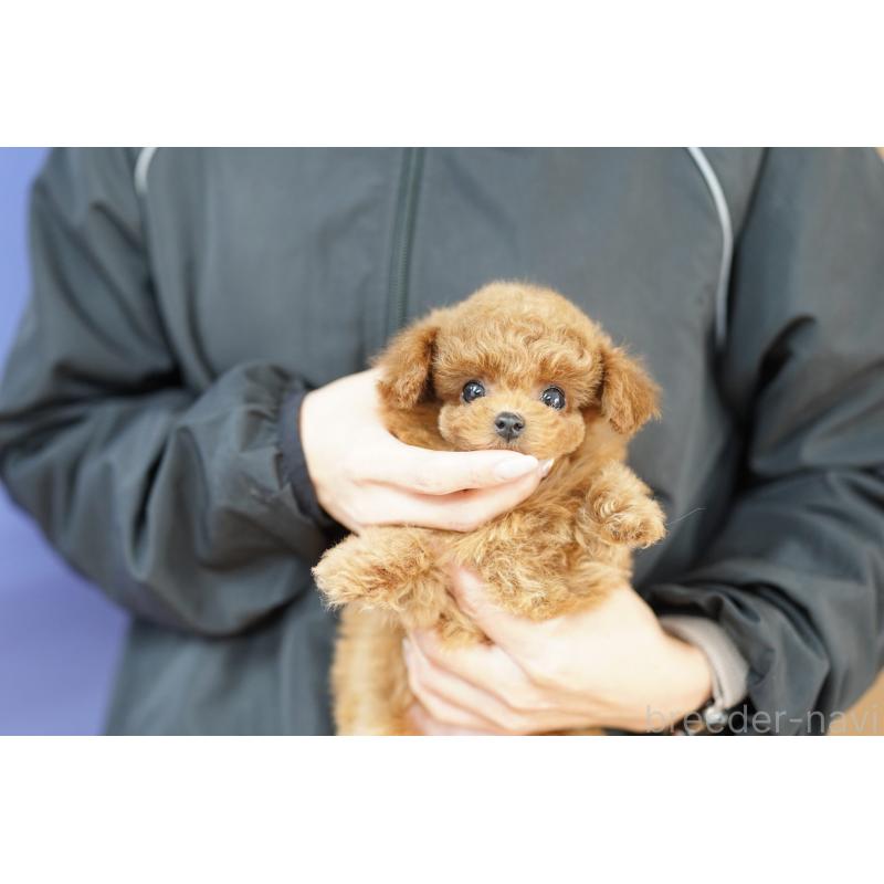 販売中の埼玉県のトイプードル-443878の2枚目