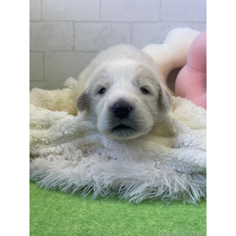 販売中の千葉県のグレートピレニーズ-443922の1枚目