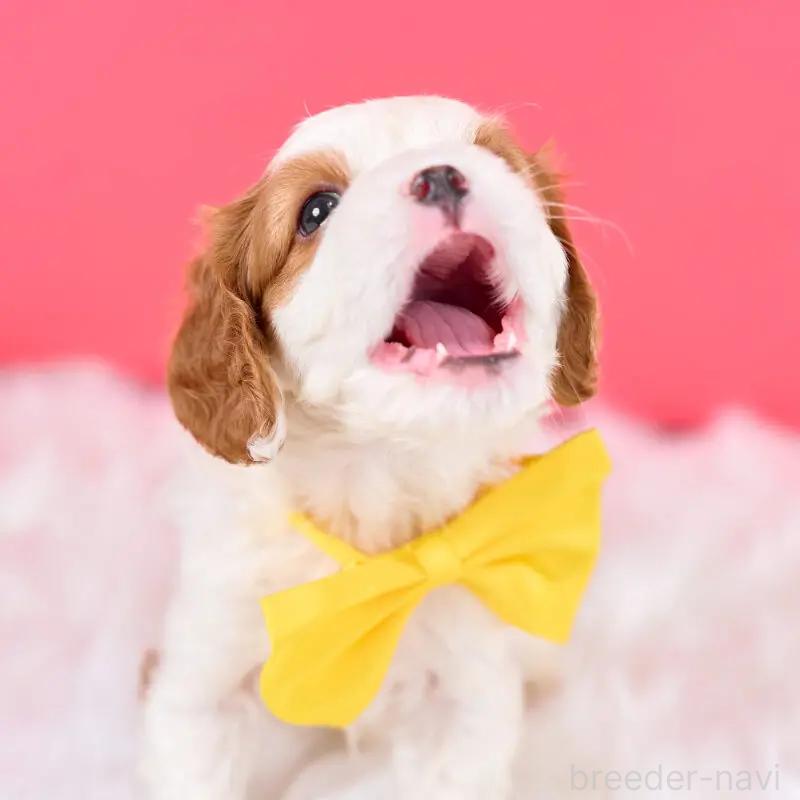 販売中の静岡県のキャバリアキングチャールズスパニエル-443880の5枚目
