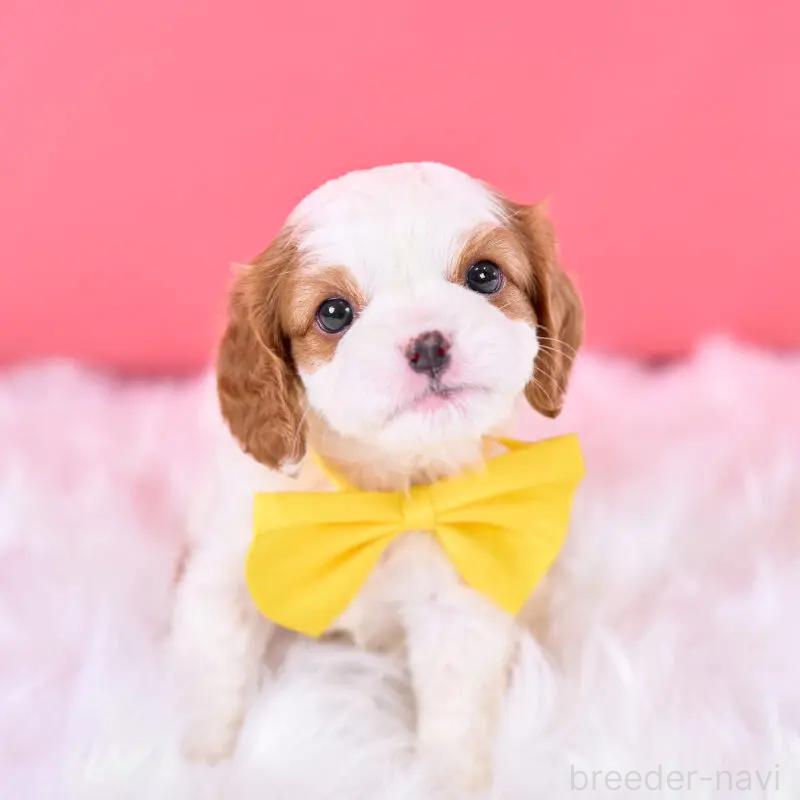 販売中の静岡県のキャバリアキングチャールズスパニエル-443880