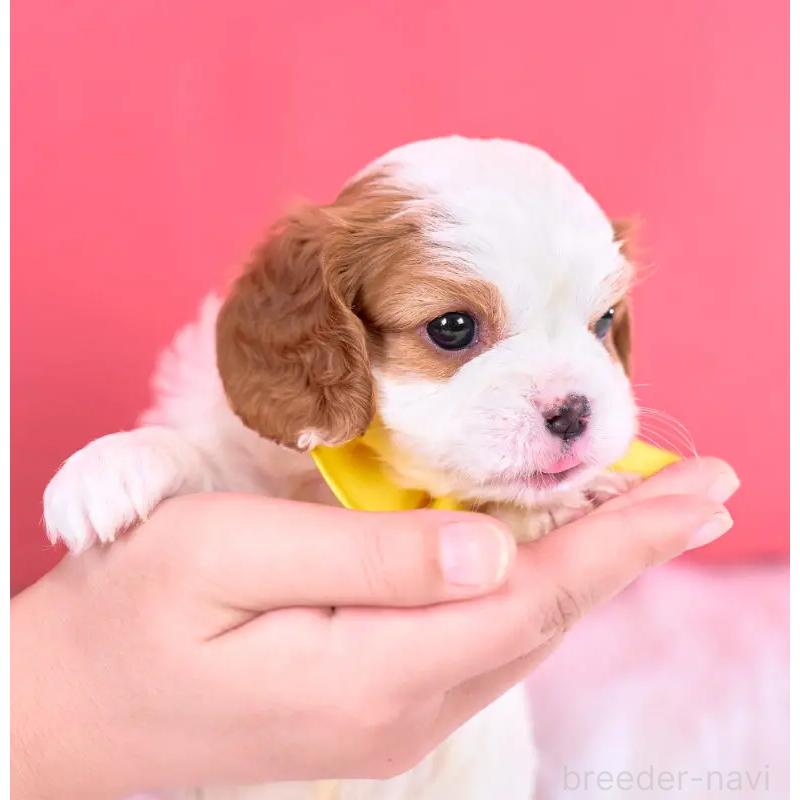 販売中の静岡県のキャバリアキングチャールズスパニエル-443880の4枚目