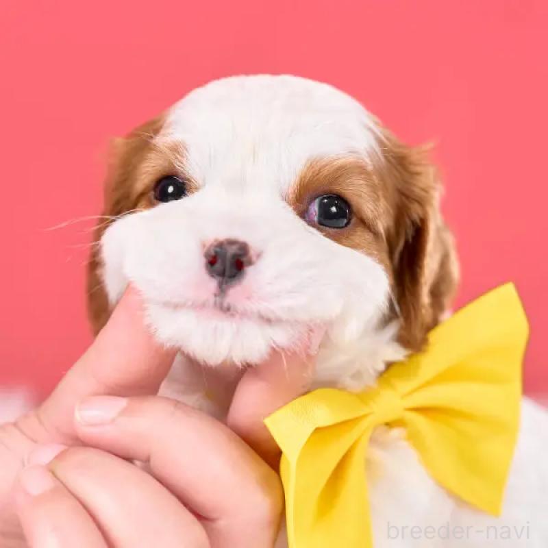 販売中の静岡県のキャバリアキングチャールズスパニエル-443880の3枚目
