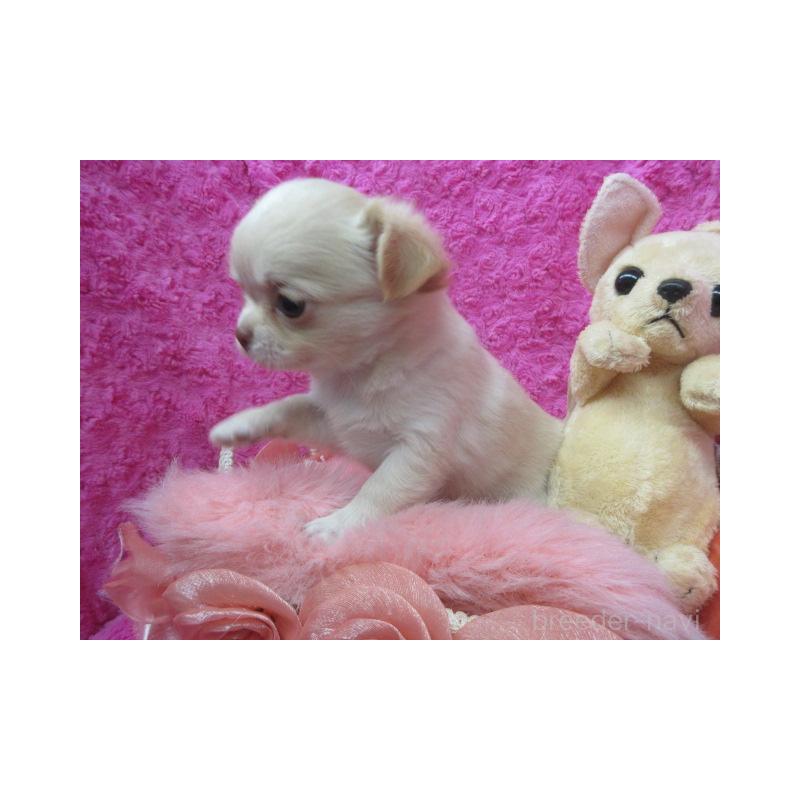 販売中の京都府のチワワ(ロングコート)-443881の2枚目