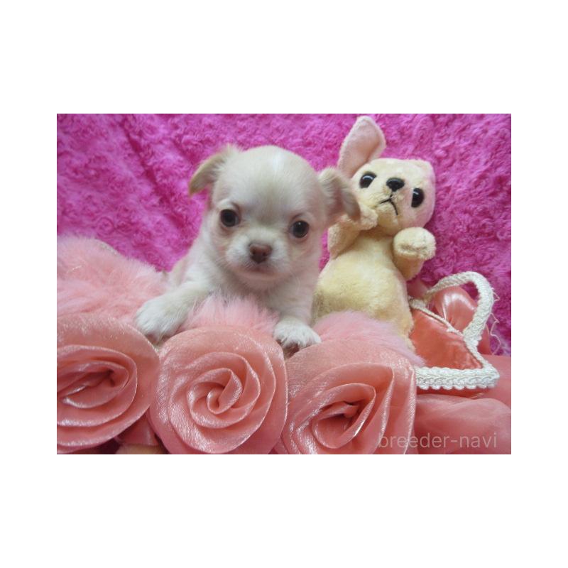 販売中の京都府のチワワ(ロングコート)-443881