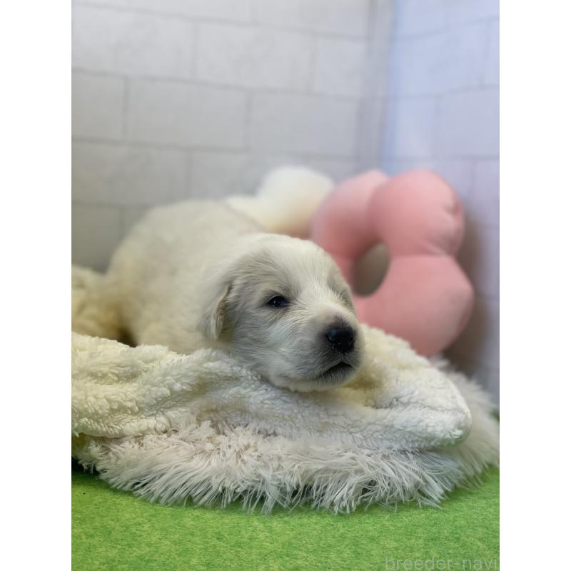 販売中の千葉県のグレートピレニーズ-443922の3枚目