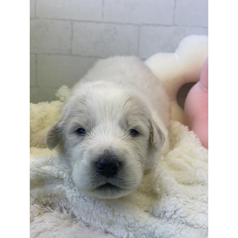 販売中の千葉県のグレートピレニーズ-443922の2枚目