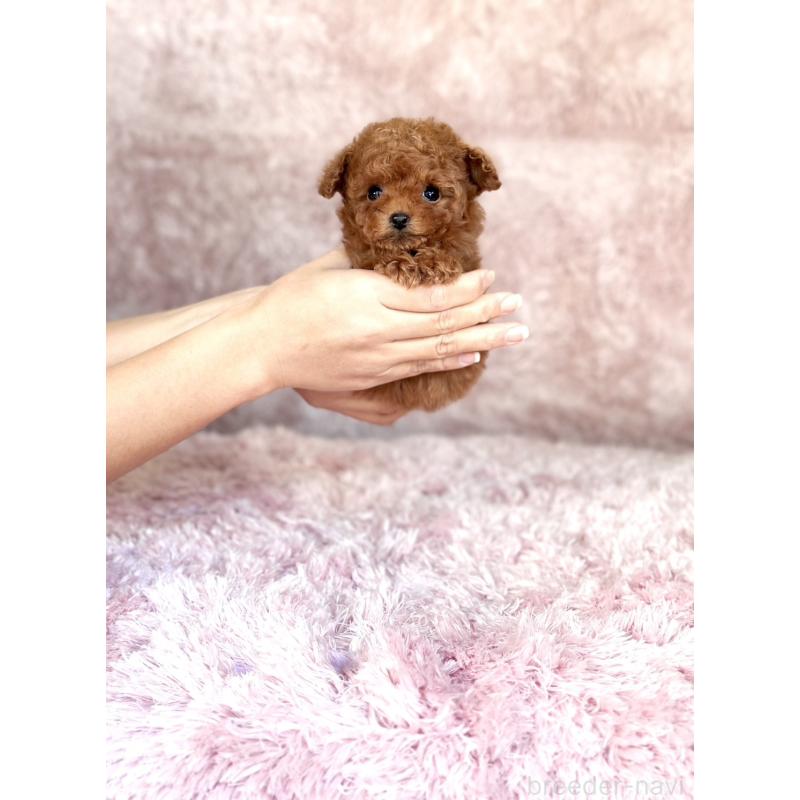 販売中の茨城県のティーカッププードル-443882の4枚目