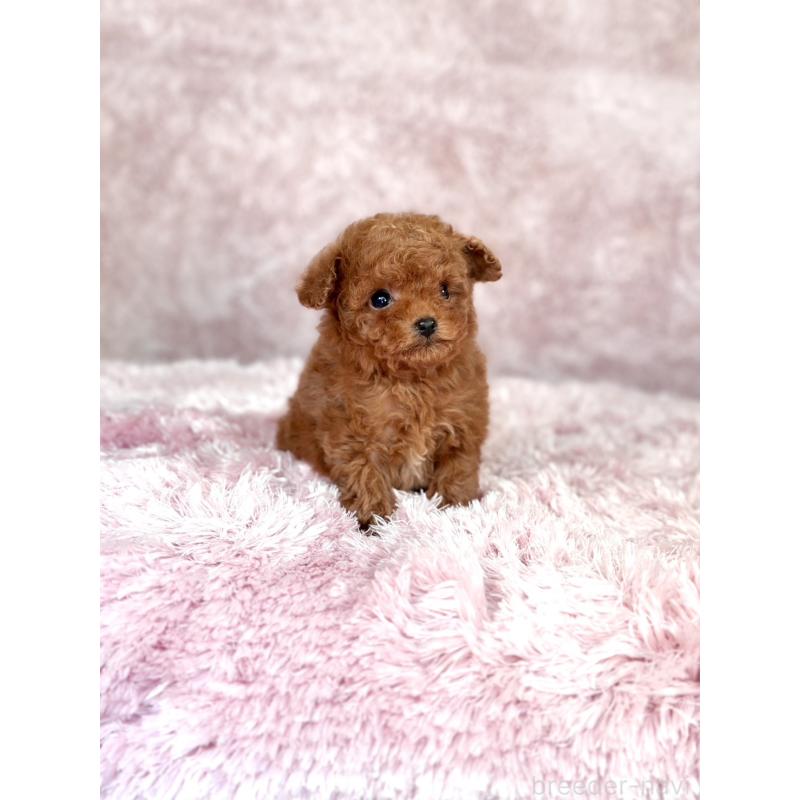 販売中の茨城県のティーカッププードル-443882の3枚目