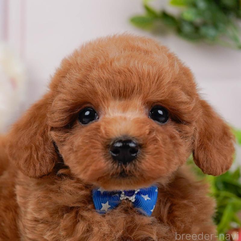 販売中の神奈川県のトイプードル-443885の1枚目