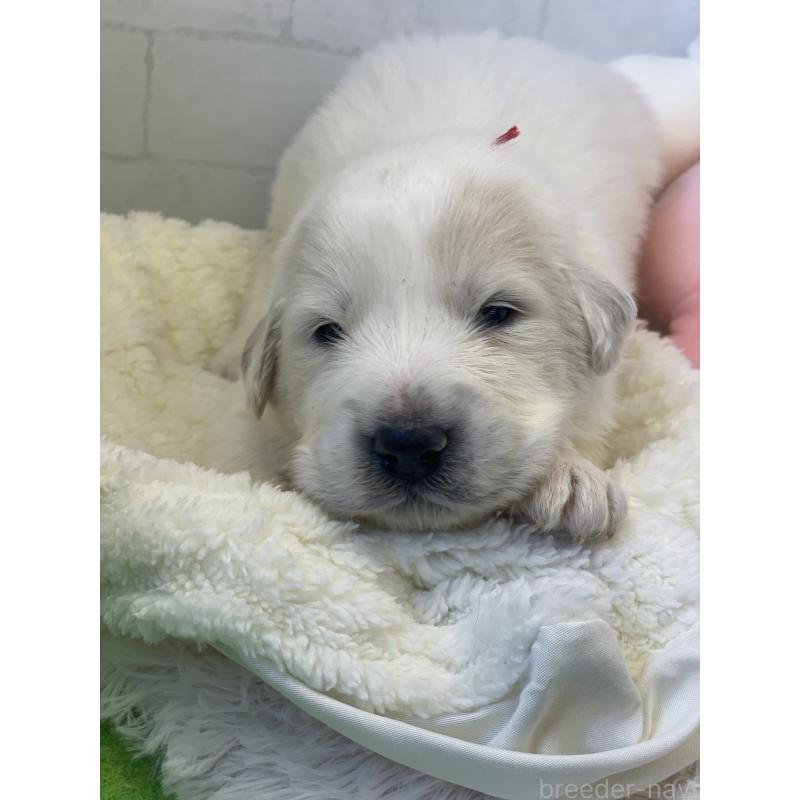 販売中の千葉県のグレートピレニーズ-443924の4枚目