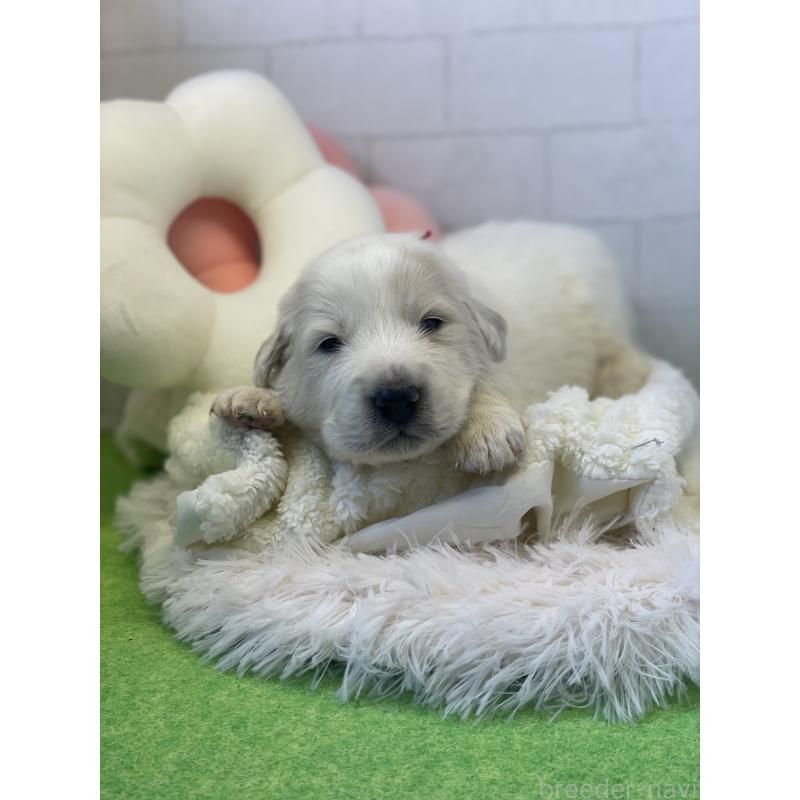 販売中の千葉県のグレートピレニーズ-443924の3枚目