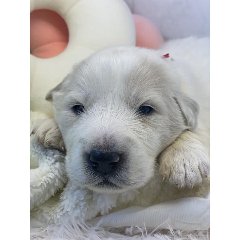 販売中の千葉県のグレートピレニーズ-443924の2枚目