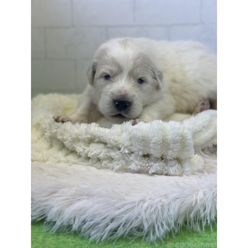 販売中の千葉県のグレートピレニーズ-443925の5枚目