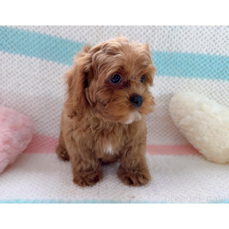 販売中の奈良県のキャバプー:キャバリア×トイプードル-434349の14枚目