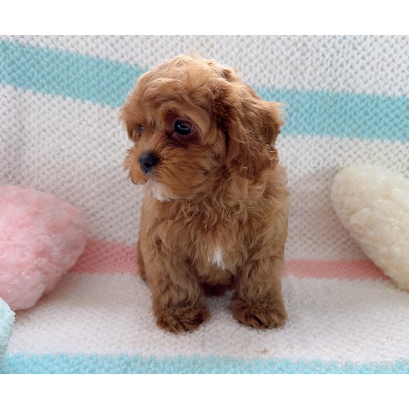 販売中の奈良県のキャバプー:キャバリア×トイプードル-434349の13枚目