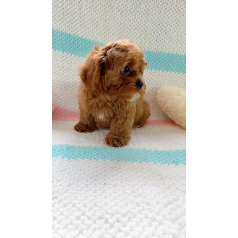 販売中の奈良県のキャバプー:キャバリア×トイプードル-434349の12枚目