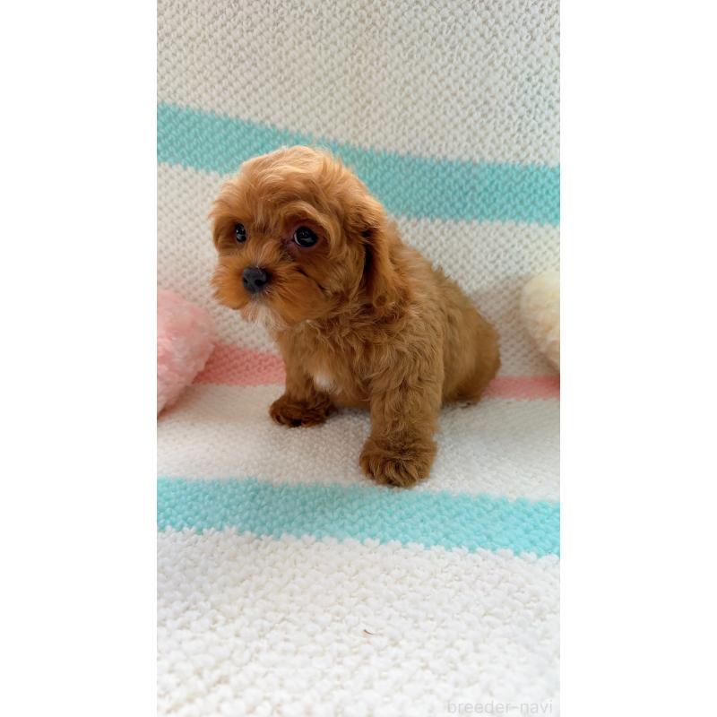 販売中の奈良県のキャバプー:キャバリア×トイプードル-434349の11枚目