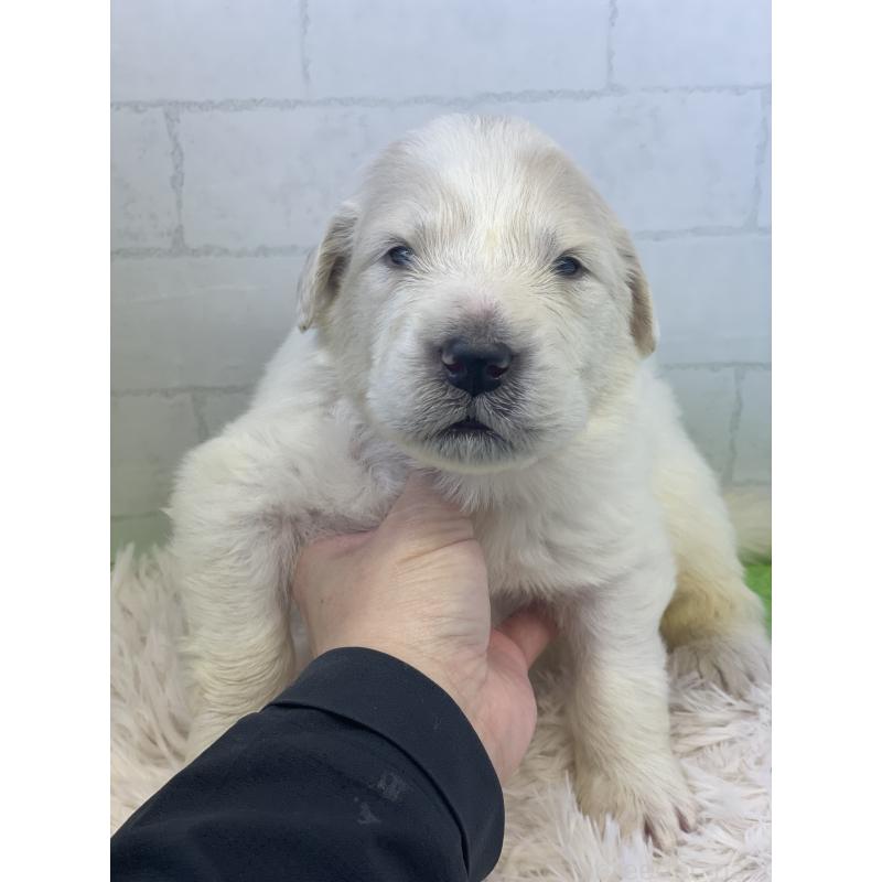 販売中の千葉県のグレートピレニーズ-443925の4枚目