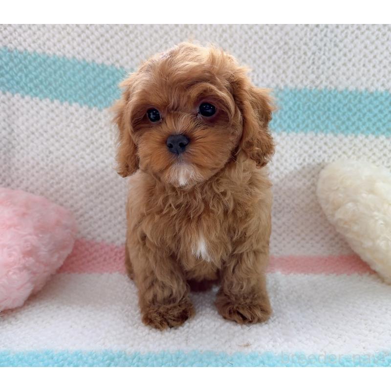 販売中の奈良県のキャバプー:キャバリア×トイプードル-434349の10枚目