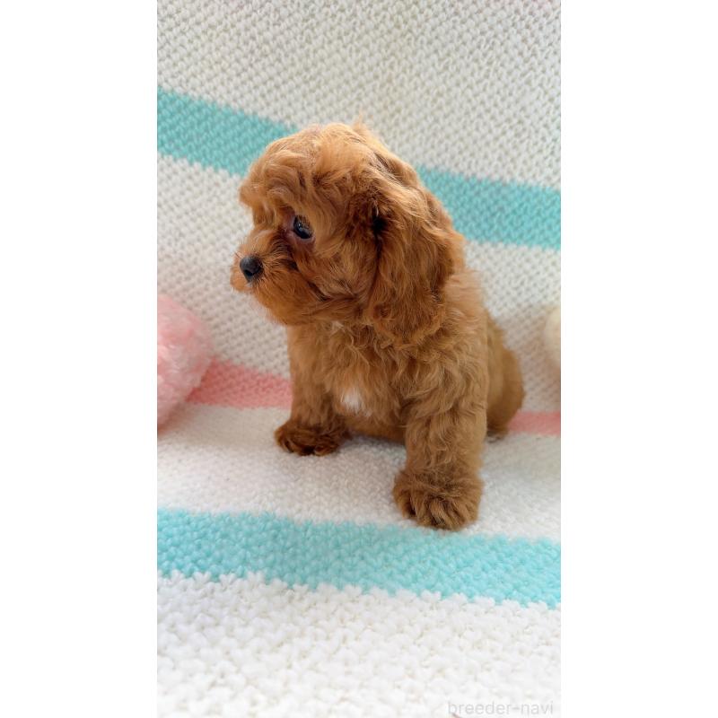 販売中の奈良県のキャバプー:キャバリア×トイプードル-434349の9枚目