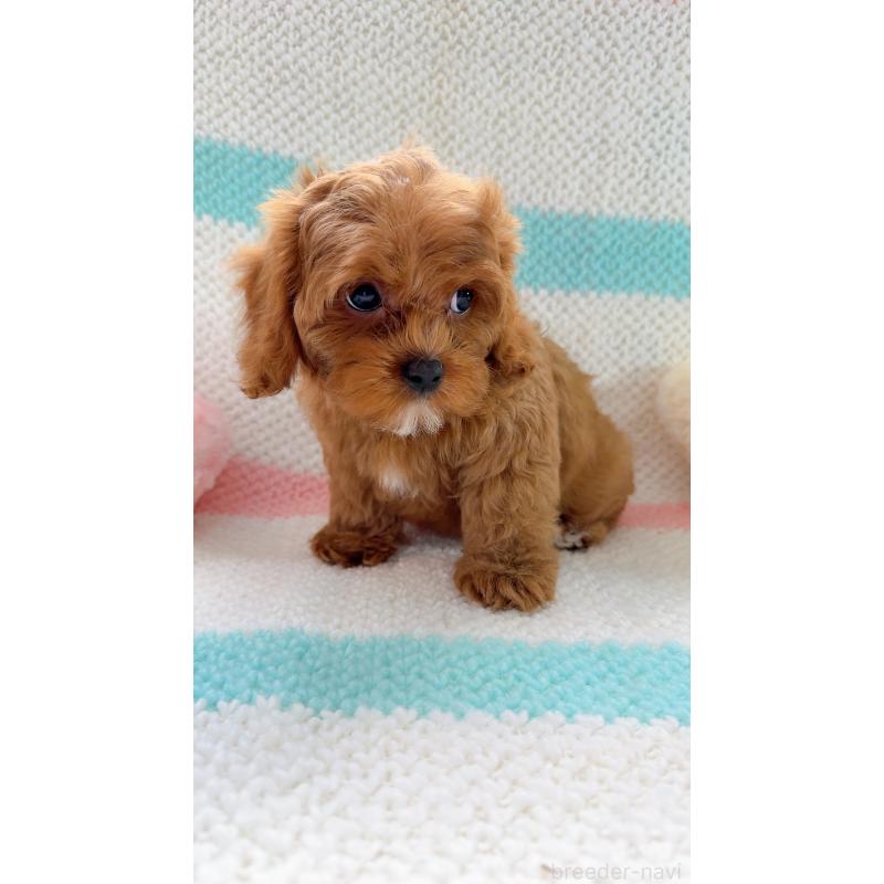 販売中の奈良県のキャバプー:キャバリア×トイプードル-434349の8枚目