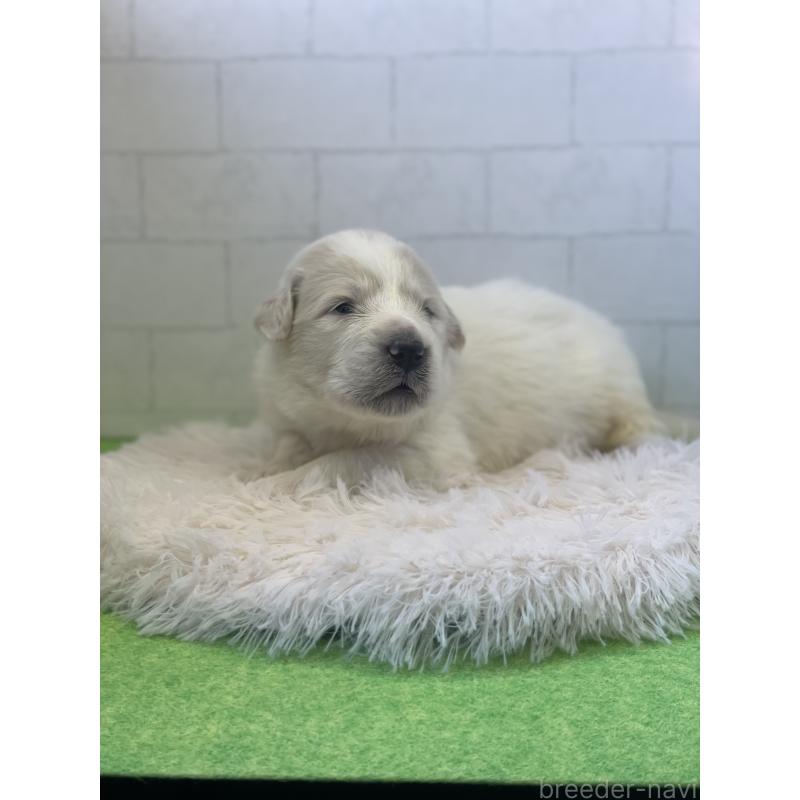 販売中の千葉県のグレートピレニーズ-443925の3枚目