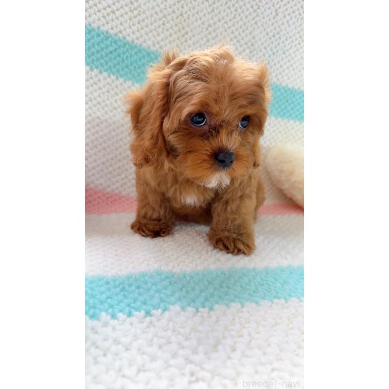 販売中の奈良県のキャバプー:キャバリア×トイプードル-434349の7枚目