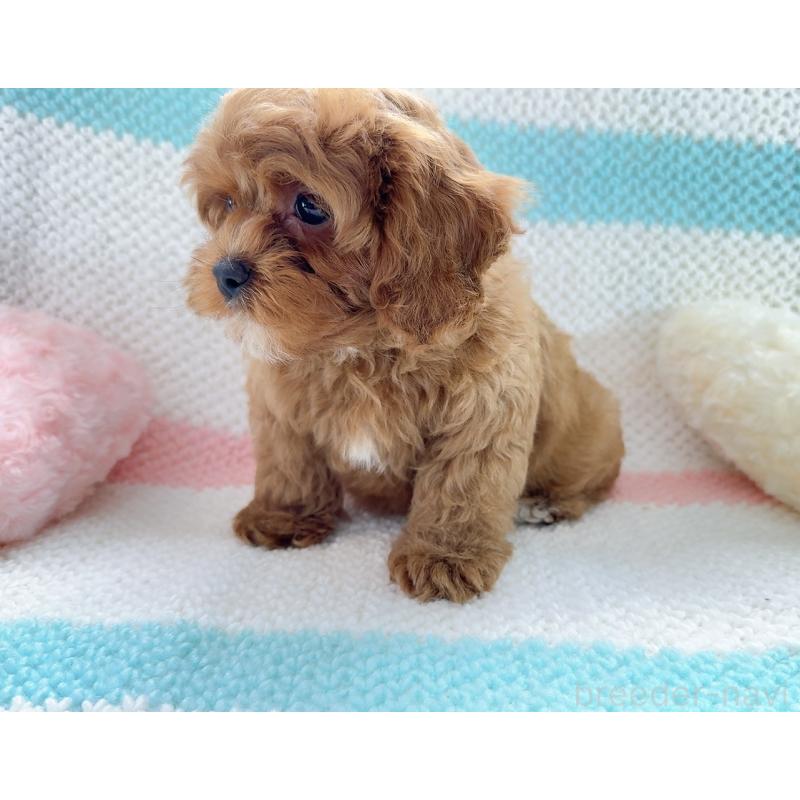 販売中の奈良県のキャバプー:キャバリア×トイプードル-434349の6枚目