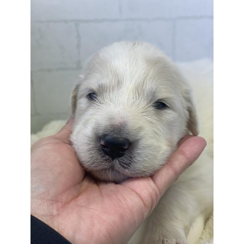 販売中の千葉県のグレートピレニーズ-443925の2枚目