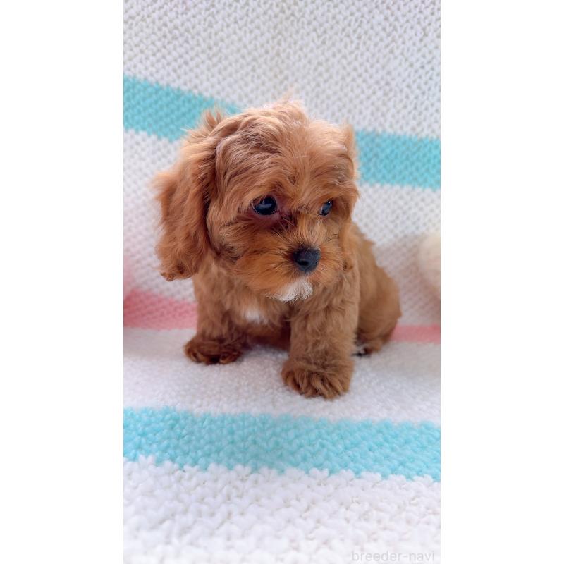 販売中の奈良県のキャバプー:キャバリア×トイプードル-434349の5枚目