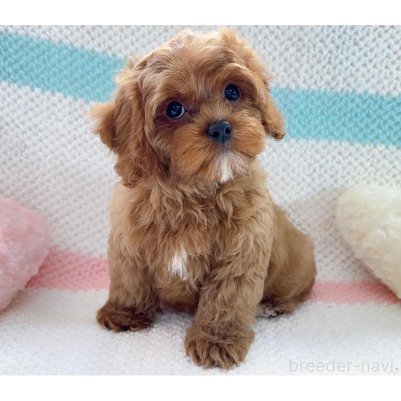 販売中の奈良県のキャバプー:キャバリア×トイプードル-434349の4枚目