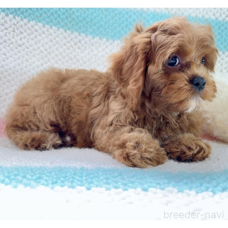 販売中の奈良県のキャバプー:キャバリア×トイプードル-434349の3枚目