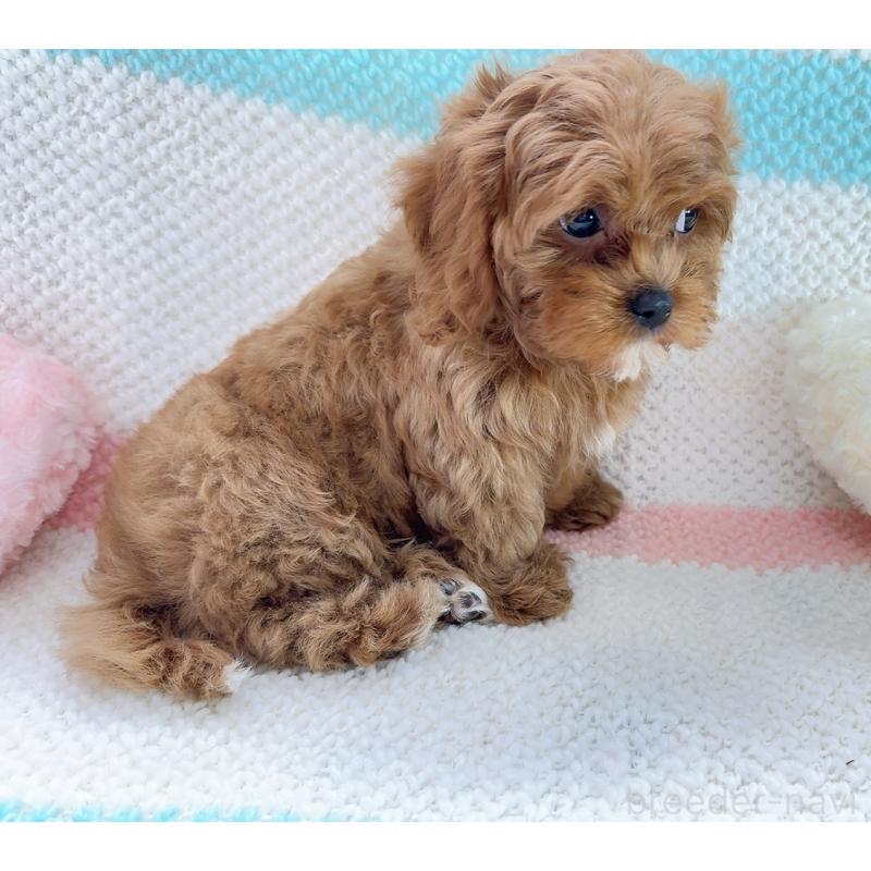 販売中の奈良県のキャバプー:キャバリア×トイプードル-434349の2枚目