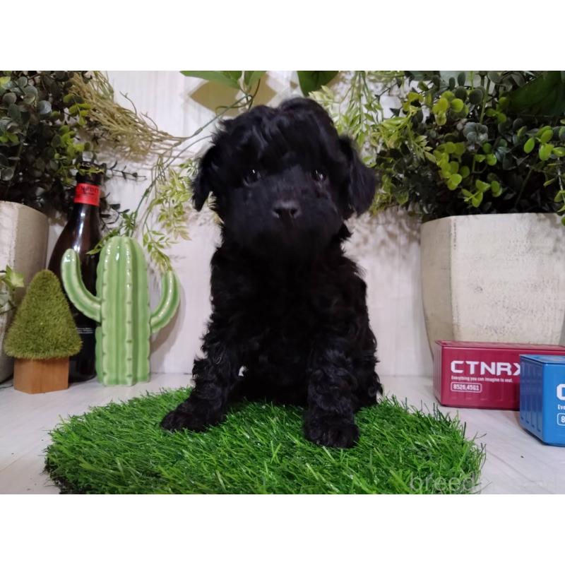 販売中の三重県のトイプードル-443883の1枚目