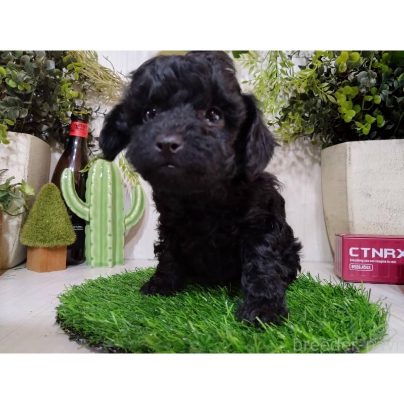 販売中の三重県のトイプードル-443883の8枚目