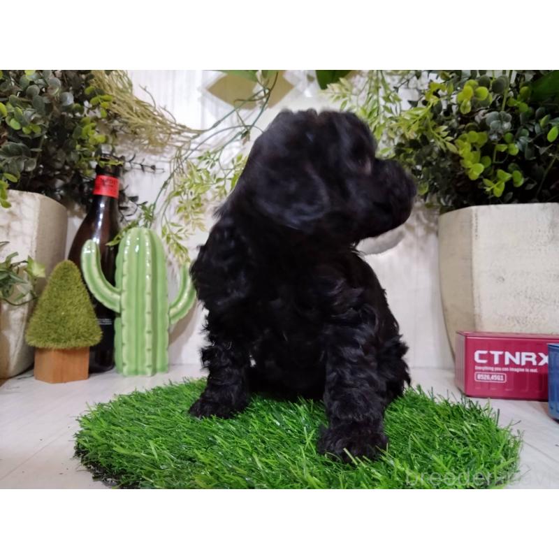 販売中の三重県のトイプードル-443883の7枚目