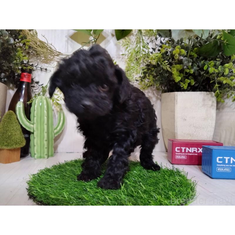 販売中の三重県のトイプードル-443883の6枚目