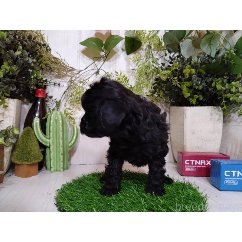 販売中の三重県のトイプードル-443883の5枚目