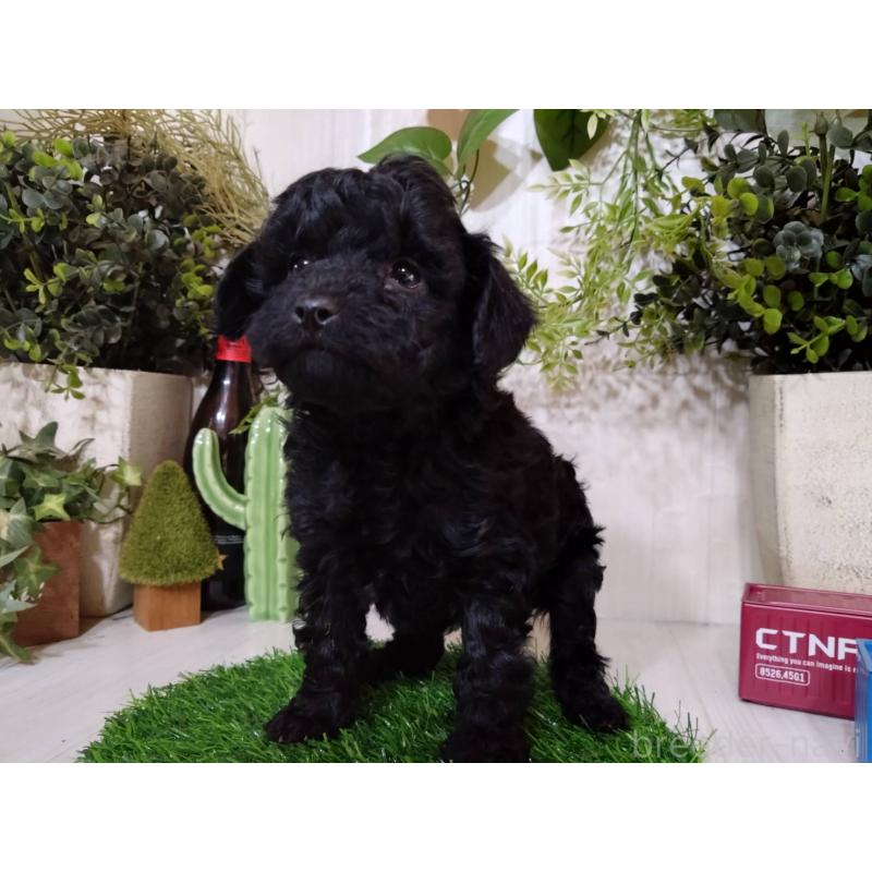 販売中の三重県のトイプードル-443883の4枚目