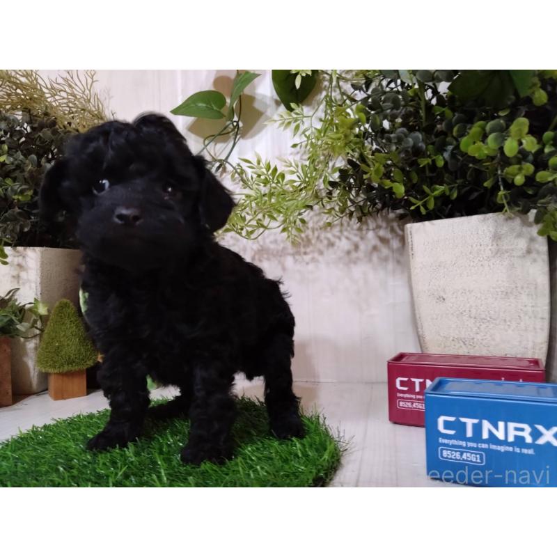 販売中の三重県のトイプードル-443883の3枚目